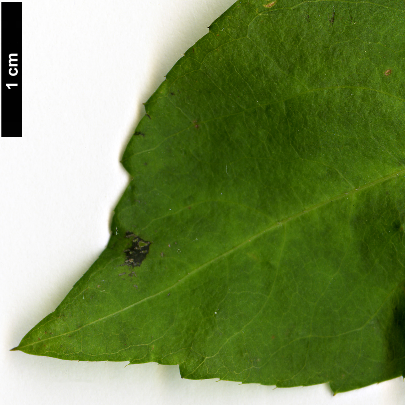 High resolution image: Family: Araliaceae - Genus: Eleutherococcus - Taxon: wardii